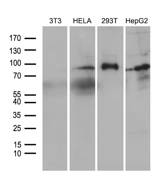 FOXO1 / FKHR Antibody (aa356-655, clone OTI2H4)