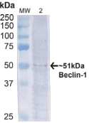 Polyclonal Rabbit anti-Human BECN1 / Beclin-1 Antibody (IF, WB)