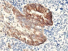 Monoclonal Mouse anti-Human RBBP7 / RbAp46 Antibody (clone OTI2D8, IHC, IF, WB)