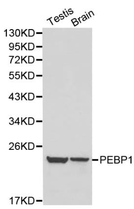 PEBP1 / RKIP Antibody