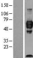 IGSF4C / CADM4 Protein (Over-Expression Lysate Myc-DDK (Flag))
