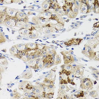 LFNG / Lunatic Fringe Antibody