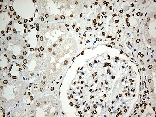 SLU7 / 9G8 Antibody (aa1-300, clone OTI5A7, Carrier-free)