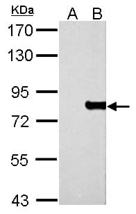 MX1 / MX Antibody (aa1-276)