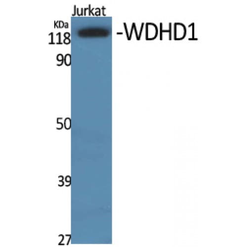 Polyclonal Rabbit anti-Human WDHD1 Antibody (690-770 aa, Internal, IHC, WB)