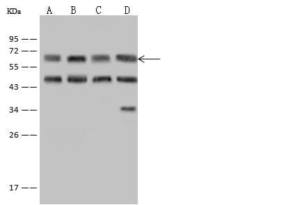 EIF3D Antibody