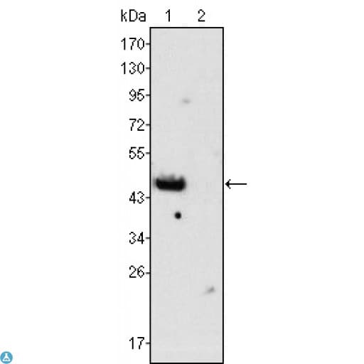 GATA4 Antibody