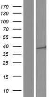 BAP29 / BCAP29 Protein (Over-Expression Lysate Myc-DDK (Flag))