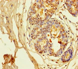 KCNA6 / Kv1.6 Antibody