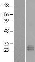 REXO2 Protein (Over-Expression Lysate Myc-DDK (Flag))