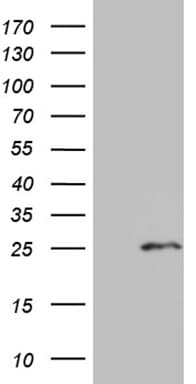 SLC9A1BP / CHP Antibody (clone OTI2E2, Carrier-free)