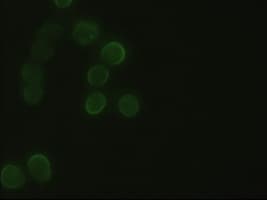 HHEX / HEX Antibody (clone OTI3C4)