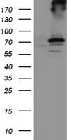 RPN1 / Ribophorin I Antibody (clone OTI2G9)