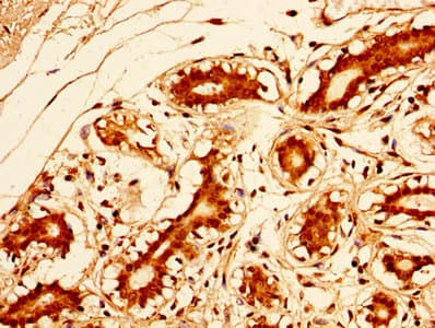 SOX2 Antibody