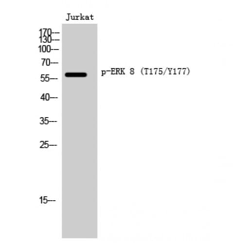 MAPK15 / ERK7 Antibody (110-190 aa)