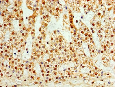TAF1C Antibody (aa70-320)