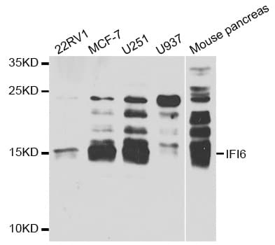 IFI6 / G1P3 Antibody