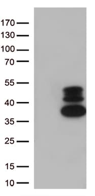 VGLL3 Antibody (clone OTI3C7, Carrier-free)