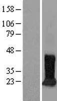 CDIPT Protein (Over-Expression Lysate Myc-DDK (Flag))