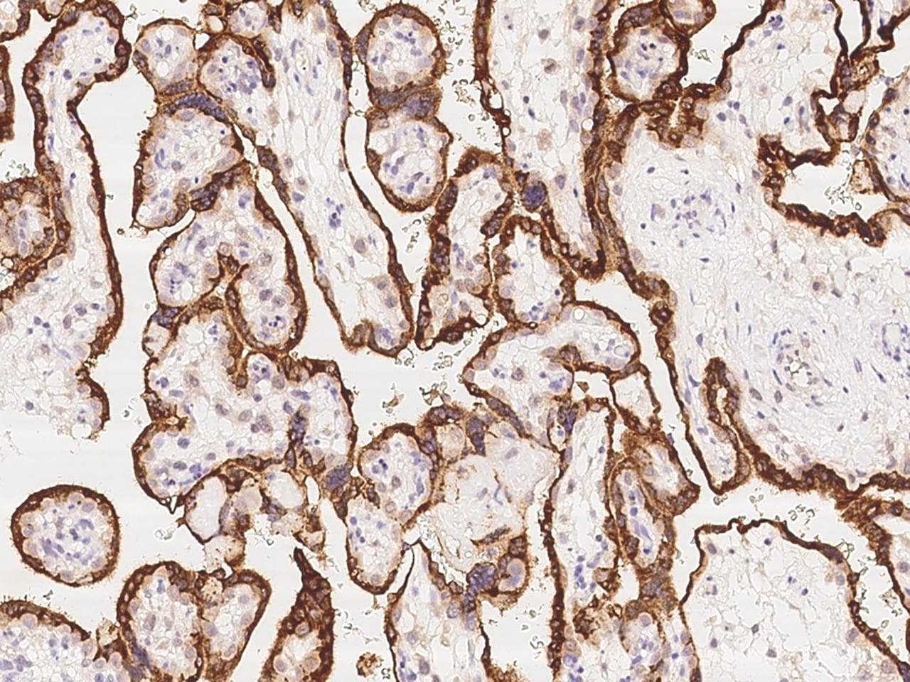 GH / Growth Hormone Antibody (clone 177, Preservative Free)