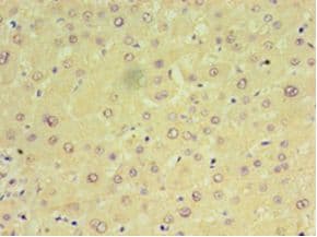 MIA40 / CHCHD4 Antibody (aa1-142)