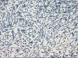 LTA4H / LTA4 Antibody (clone OTI5C10)