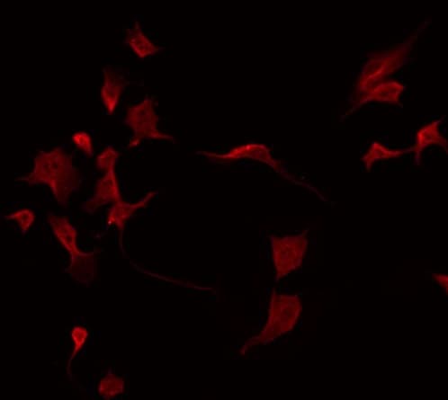 LILRA2 / CD85h / ILT1 Antibody