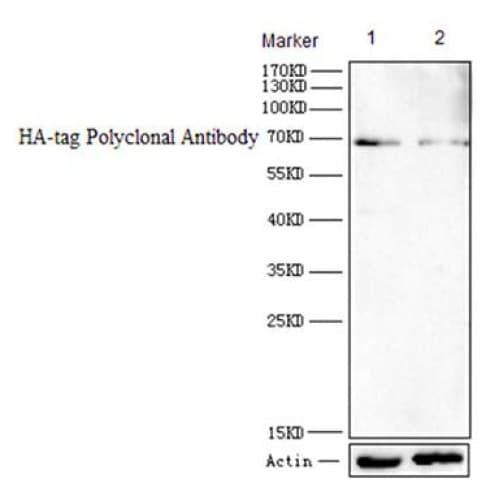 Hemagglutinin / HA Tag Antibody
