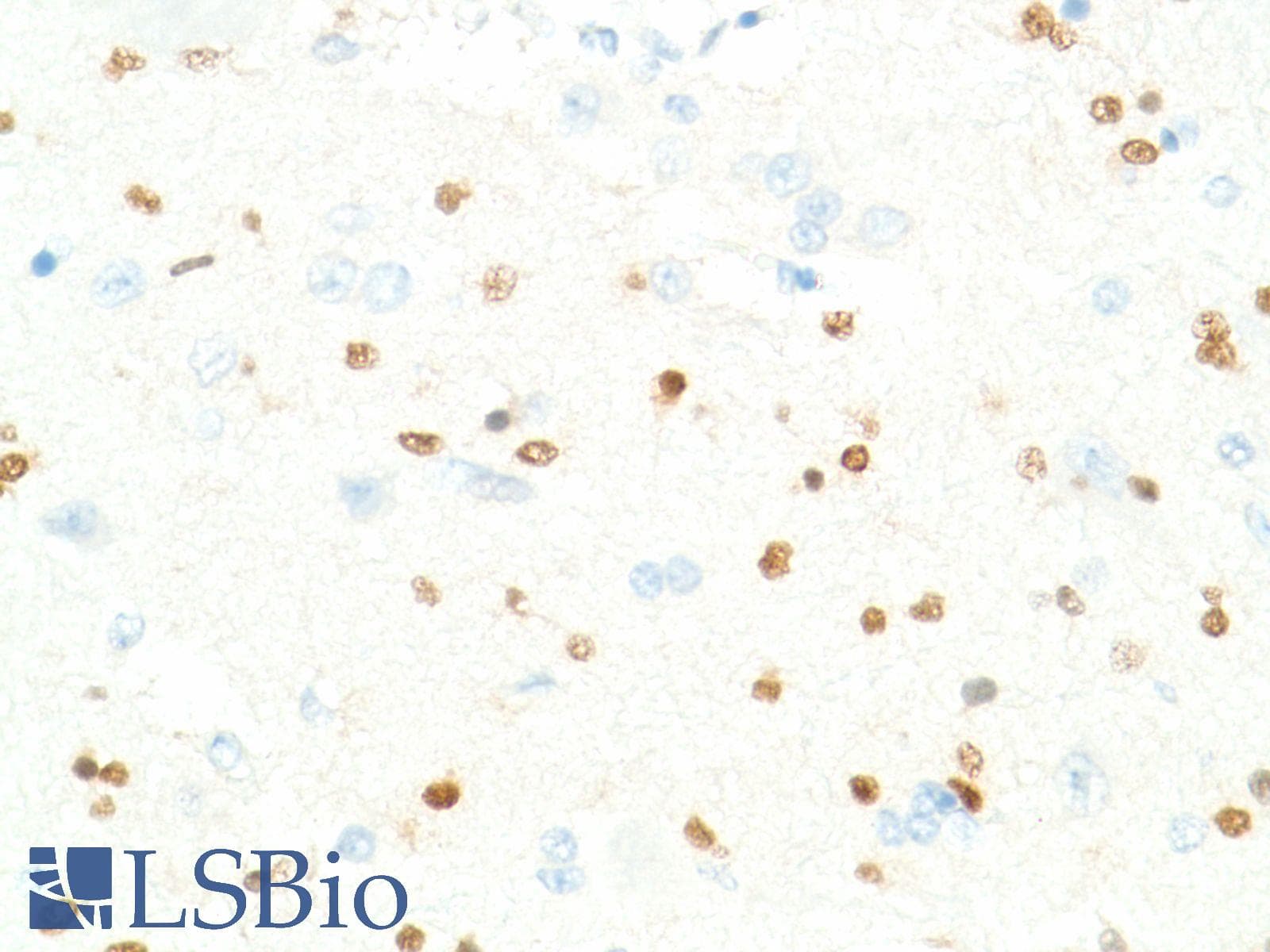 SOX2 Antibody (N-Terminus, clone SP76)
