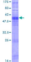 Human OR11A1 Protein (Recombinant GST)