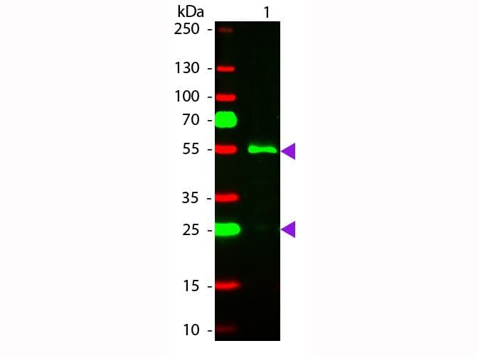 Polyclonal Rabbit Anti-Human IgG Secondary Antibody (TRITC, IF, WB)