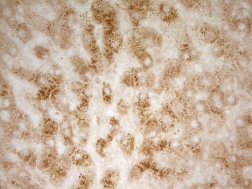 PON3 Antibody (aa30-319, clone OTI5C3)