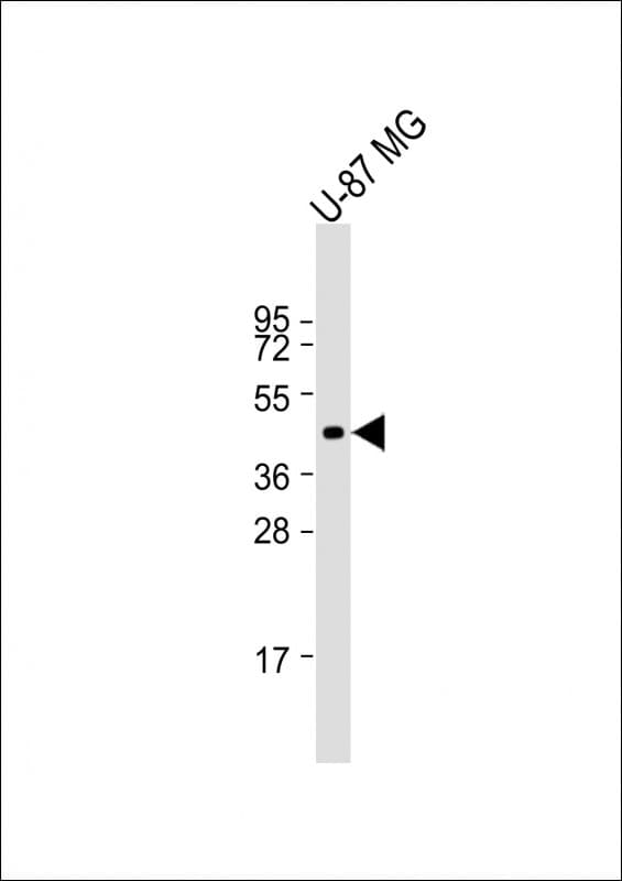 Polyclonal Rabbit anti-Human CHRFAM7A Antibody (aa317-349, WB)