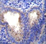 EIF5AL1 Antibody (aa94-122)