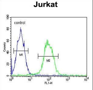 Polyclonal Rabbit anti-Human TMEM150A Antibody (aa81-108, IHC, WB)