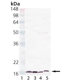 Polyclonal Rabbit anti-Human PPIA / Cyclophilin A Antibody (WB)