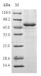 Human ANAPC10 / APC10 Protein (Recombinant GST, N-terminus)