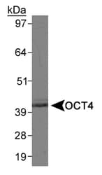 POU5F1 / OCT4 Antibody (Internal, Biotin)