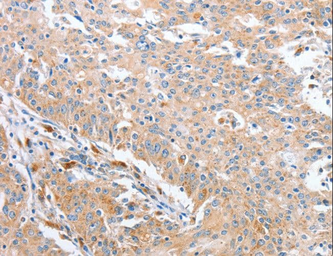 WNT3A Antibody