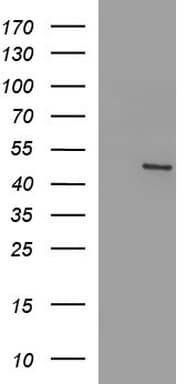 FGG / Fibrinogen Gamma Antibody (clone OTI1C1, Carrier-free)
