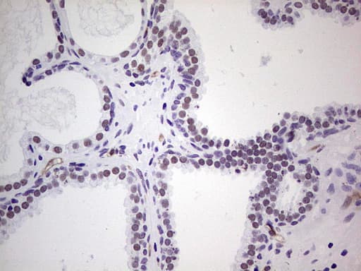 NR1I3 / CAR Antibody (aa1-236, clone OTI10F9)