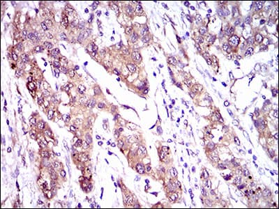 ABCC4 / MRP4 Antibody (aa631-692, clone 6A7H3)