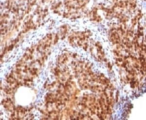 SUMO2 Antibody (clone SUMO2/1199, Ready-to-Use)