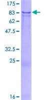 Human ZNF37A Protein (Recombinant GST)
