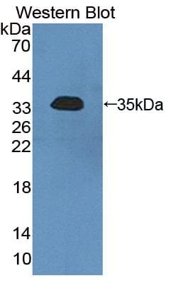SGK3 Antibody (aa40-311, FITC)