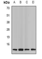 Neurokinin B Antibody
