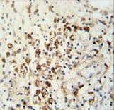 HAUS5 Antibody (aa139-167)