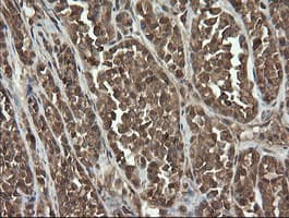 UBE2G2 Antibody (clone OTI9F2, Carrier-free)