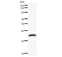 ATF3 Antibody (clone 44C3a)