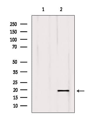 ISCU Antibody